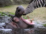 hippopotame Zèbre le dentiste soigne Mr l'hippopotame