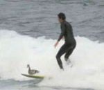 planche vague surf Canard fait du surf