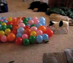 eclater Un chien éclate 74 ballons en 57 sec