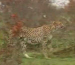 guepard chasse Un impala plus malin qu'un guépard et une hyène
