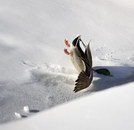 neige tete canard Atterrissage difficile
