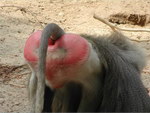 singe babouin Les fesses du babouin en coeur