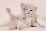 patte chaton blanc Pour avoir un câlin, lever la patte
