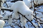 branche Ours de neige
