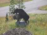 statue Un élan se tape une statue de bison