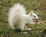blanc Ecureuil albinos