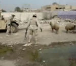 americain Un soldat attaque un mouton irakien