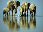 famille Des éléphants sur l'eau