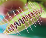 plante insecte carnivore Prison pour insectes