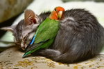 chat oiseau inseparable Les inséparables