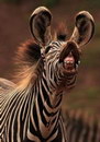 zebre Sourire d'un zèbre