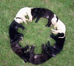 cercle Chiots en cercle