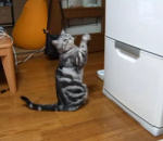 refrigerateur Un chat demande une offrande au dieu Frigo