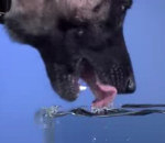 eau chien Un chien boit en slow-motion