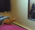 chat saut Chat vs Miroir