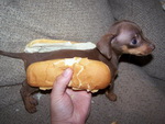 teckel Hot-dog