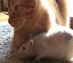 rat chat Un rat amoureux d'un chat