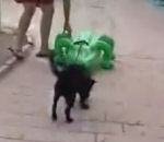 peur chien Chien attaqué par un alligator