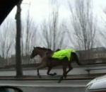 rue paris cheval Cheval fou dans les rues de Paris