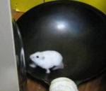 courir glissade Hamster dans un wok
