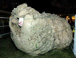 laine Mouton prêt à tondre