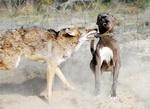 loup Chien vs Loup