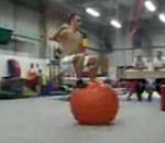 ballon gymnastique Exercice Balle Backflip