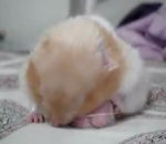 hamster Hamster sévèrement burné