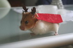cape deguisement Super Hamster
