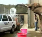 zoo trompe Elephant au lavage-auto