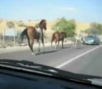 pare-brise cheval Cheval passe par dessus une voiture