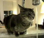 tete chat Un chat boit au robinet