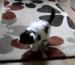tapis Un chaton fait des bonds