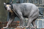 zoo leipzig Ours nu