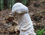 erection Un champignon phallique