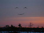 oiseau sourire Sourire dans le ciel