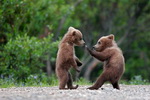 combat Combat d'oursons