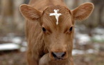 croix Vache sacrée