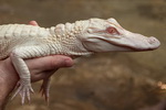 alligator bebe Bébé Alligator Albinos