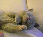 chaton mignon endormir Chaton mignon en plein rêve