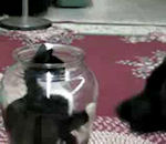 chien Chat dans un bocal vs Chien