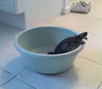 bassine Une tortue se fait la malle
