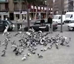 catapulte Capture de pigeons
