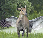antilope oiseau Pégase