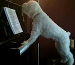 aboiement Un chien fait du piano