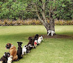 arbre chien Toilettes pour chiens