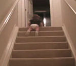 escalier Un bébé descend les escaliers sur le ventre