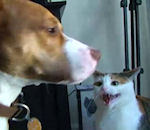 bruitage Chat vs Chien