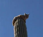 lynx Lynx sur un cactus