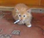 chaton Chaton accro à la cigarette